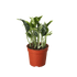 Pothos &