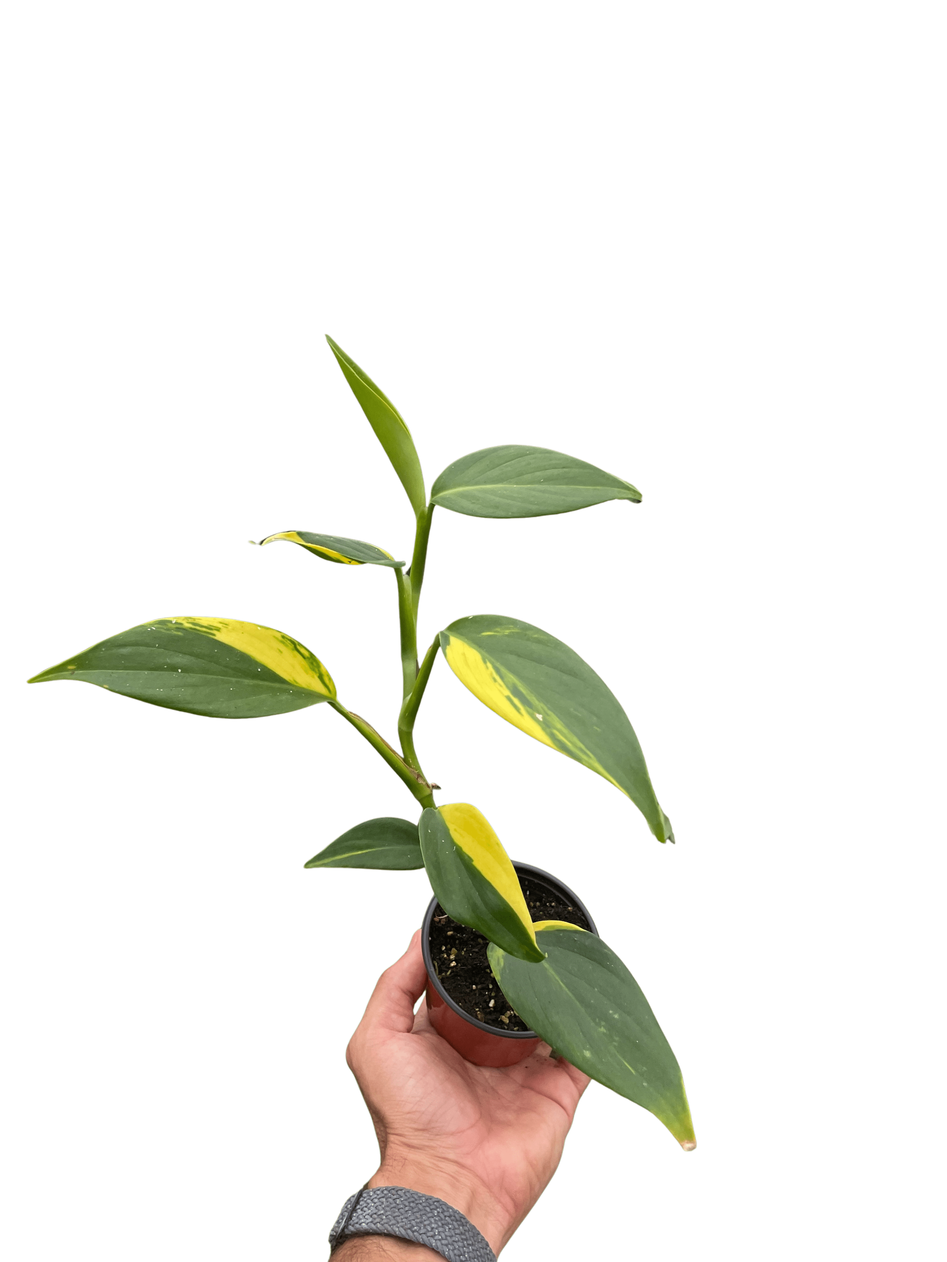 Scindapsus &