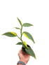 Scindapsus &