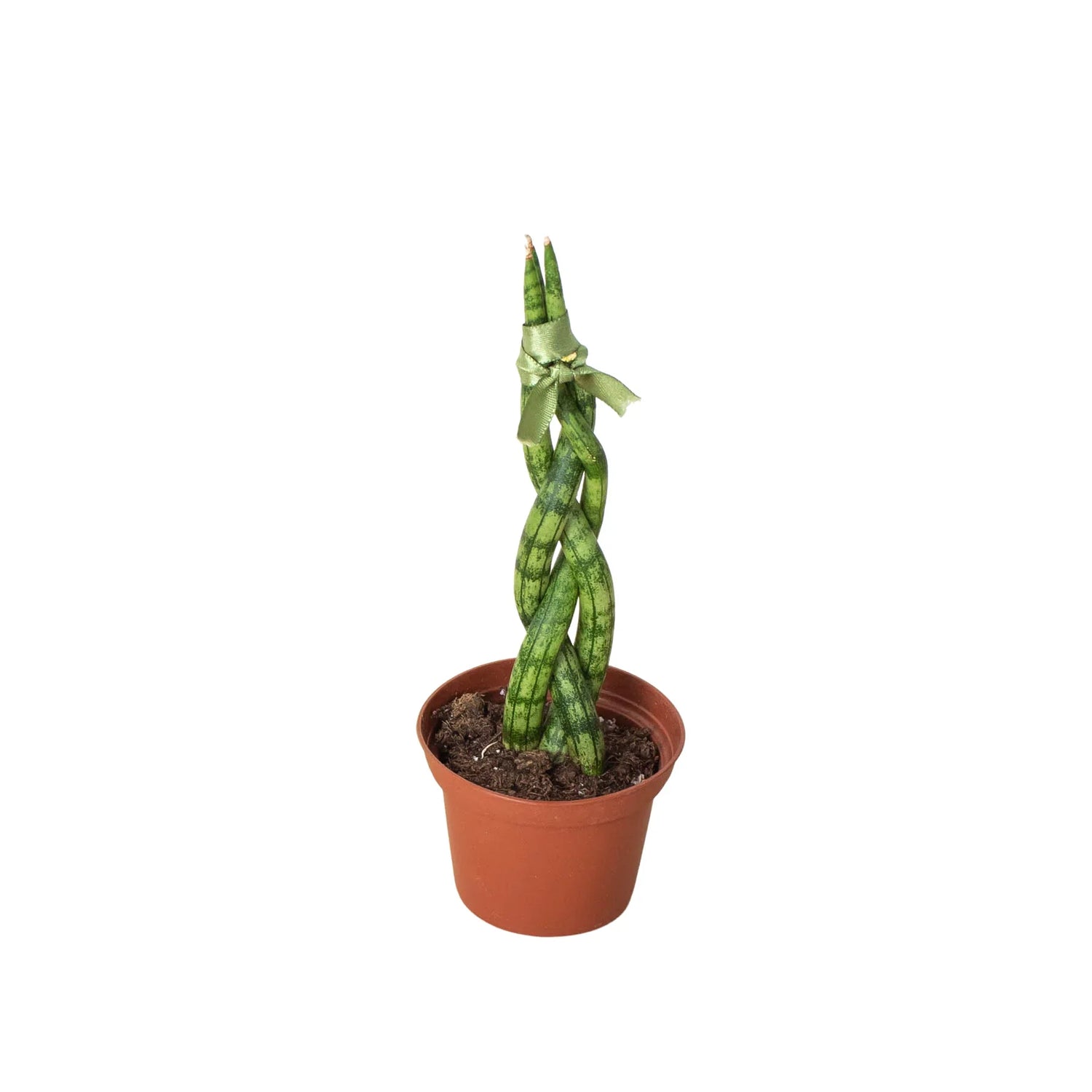 Snake Plant Braided - Ethereal Company4" Plant