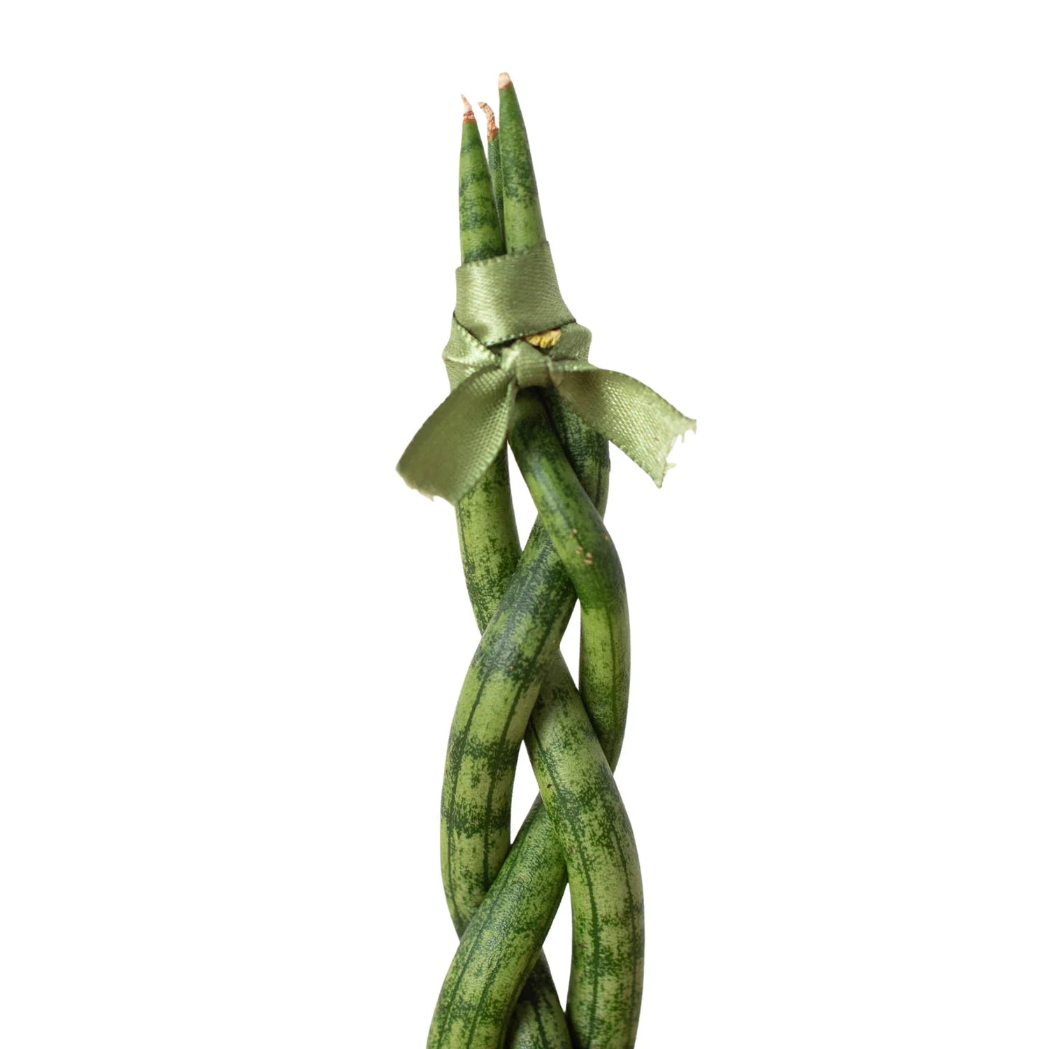 Snake Plant Braided - Ethereal Company4" Plant