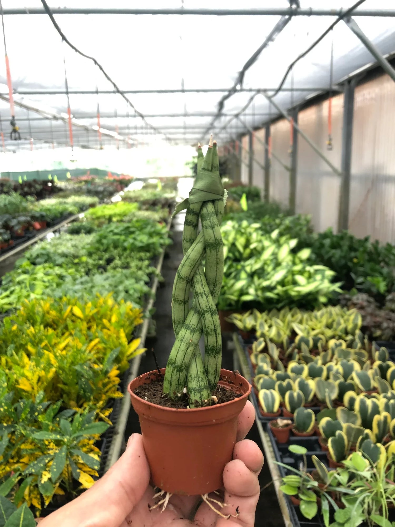 Snake Plant Braided - Ethereal Company4" Plant