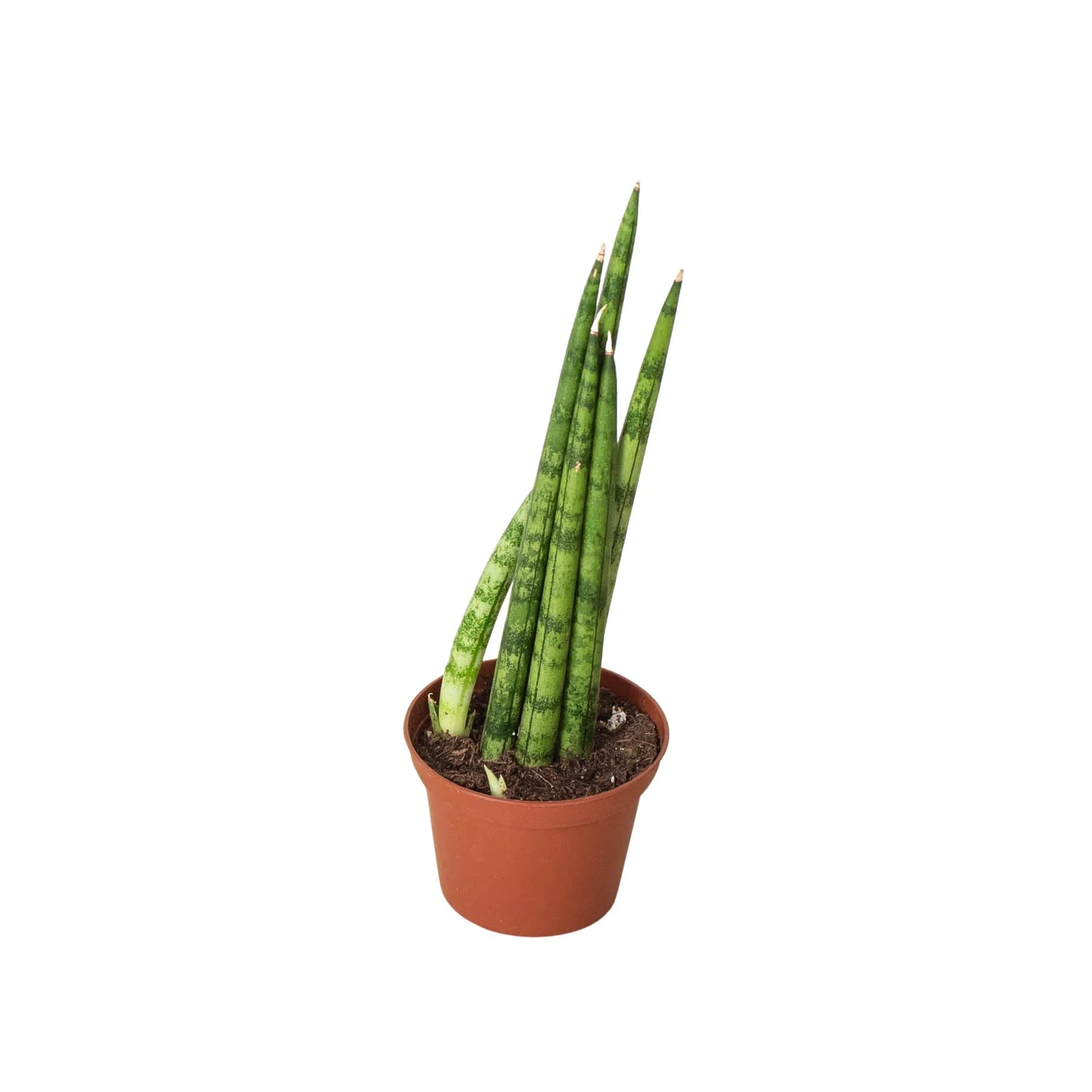Snake Plant Cylindrica - Ethereal Company-4" Plant