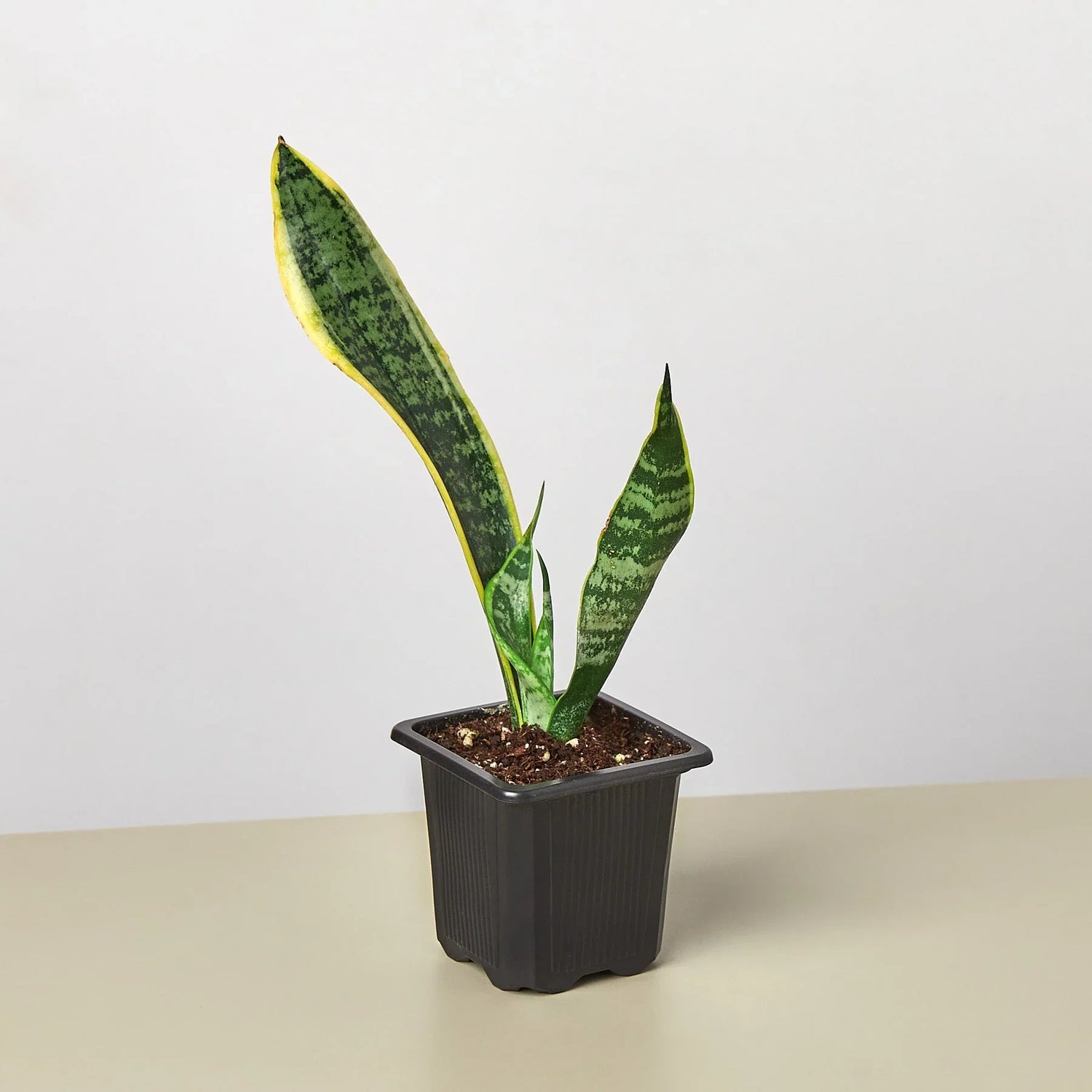 Snake Plant Laurentii - Ethereal Company4" Plant