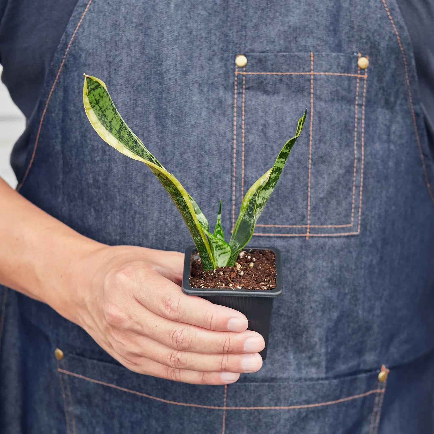 Snake Plant Laurentii - Ethereal Company4" Plant