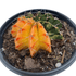 Succulent Cactus Color Ball - Ethereal Company-Indoor Plants