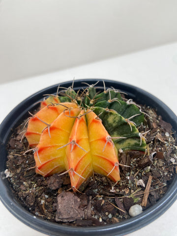 Succulent Cactus Color Ball - Ethereal Company-Indoor Plants