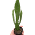 Drooping Prickly Pear Cactus - Ethereal Company-