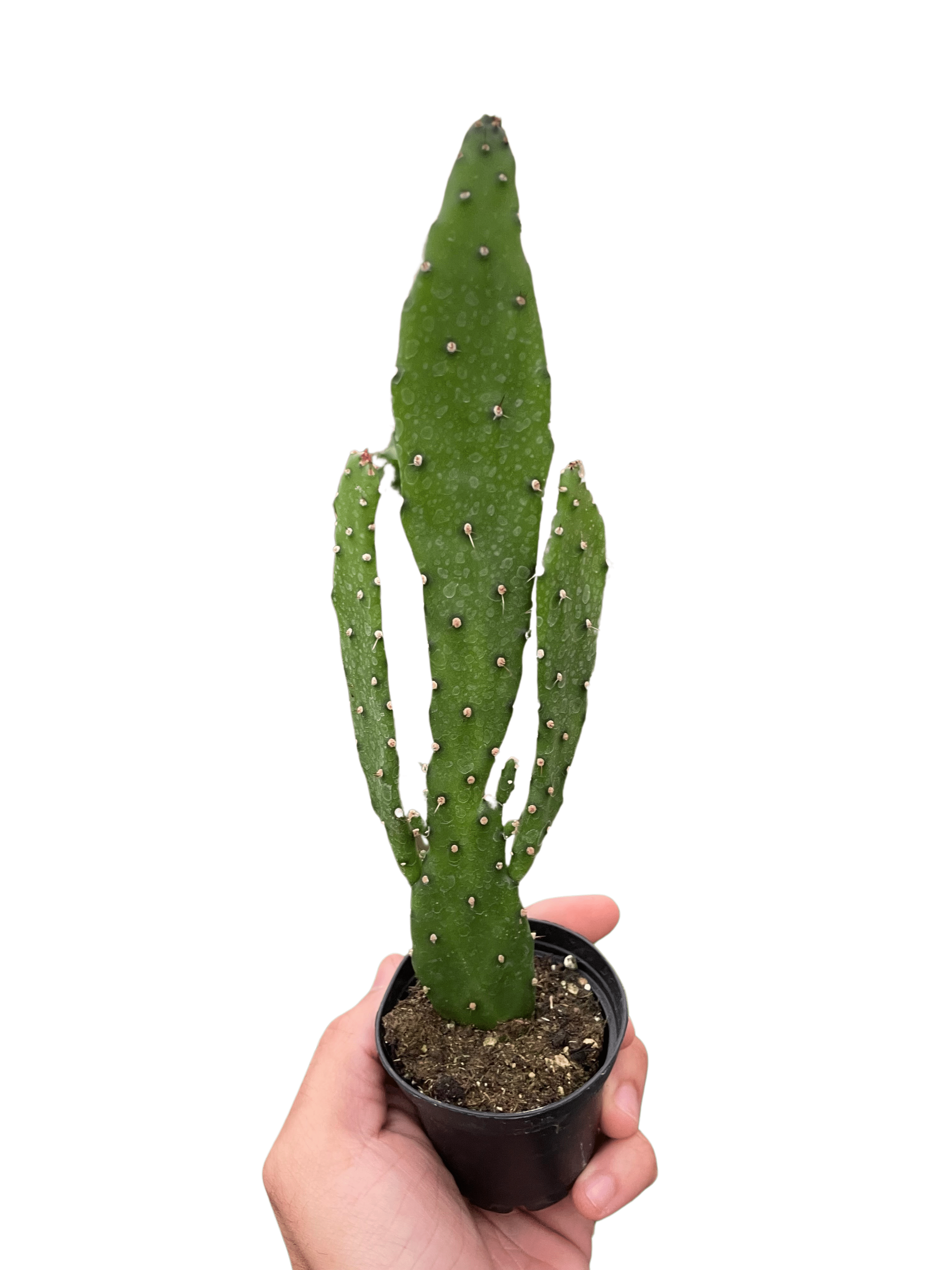 Drooping Prickly Pear Cactus - Ethereal Company-
