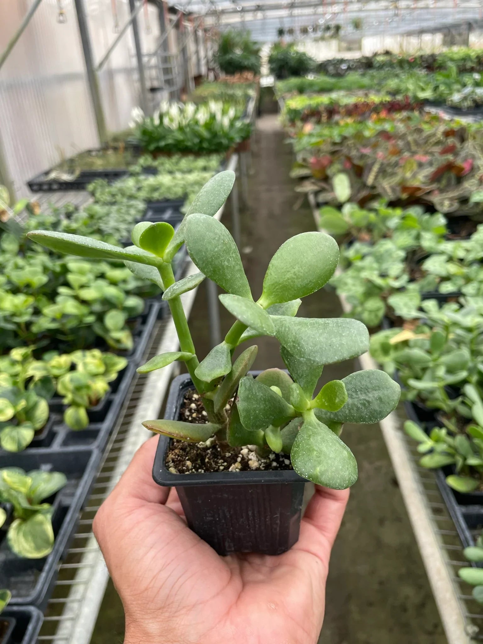 Succulent Crassula &