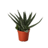 Succulent Haworthia Limifolia - Ethereal Company-