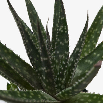 Succulent Haworthia Limifolia - Ethereal Company-