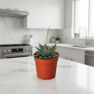 Succulent Haworthia Miami - Ethereal Company-