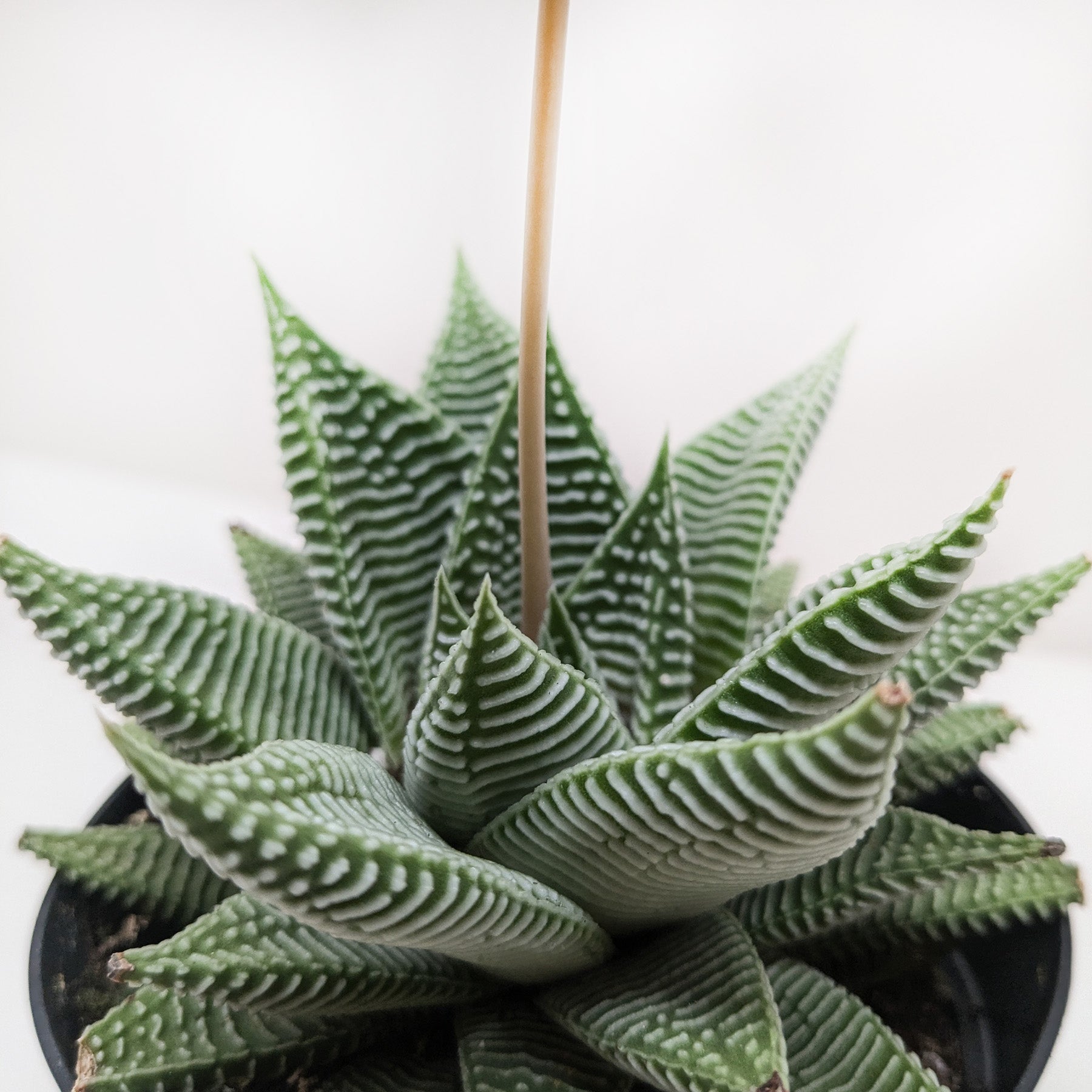 Succulent Haworthia Miami - Ethereal Company-
