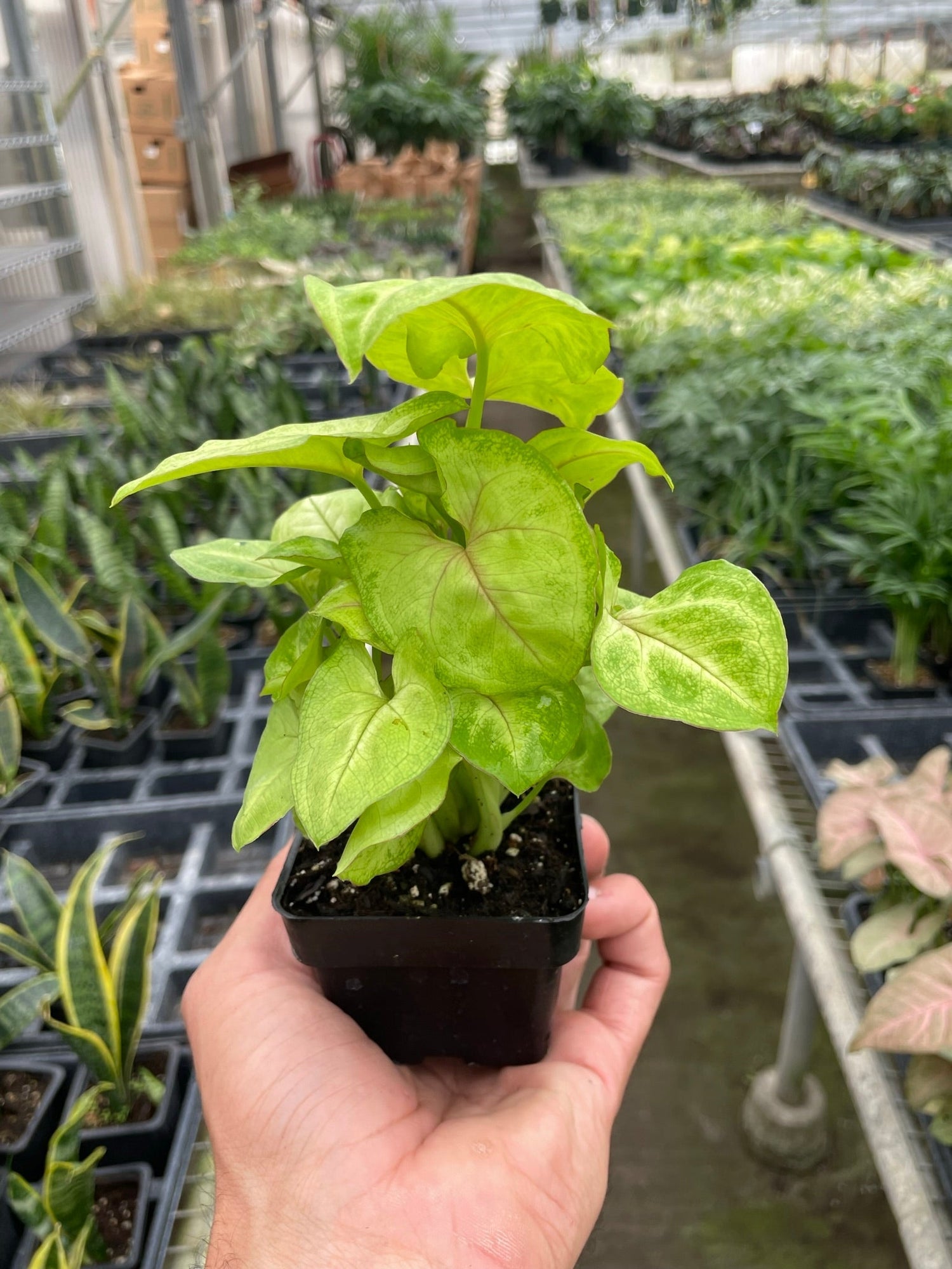 Syngonium Gold - Ethereal CompanyIndoor Plants