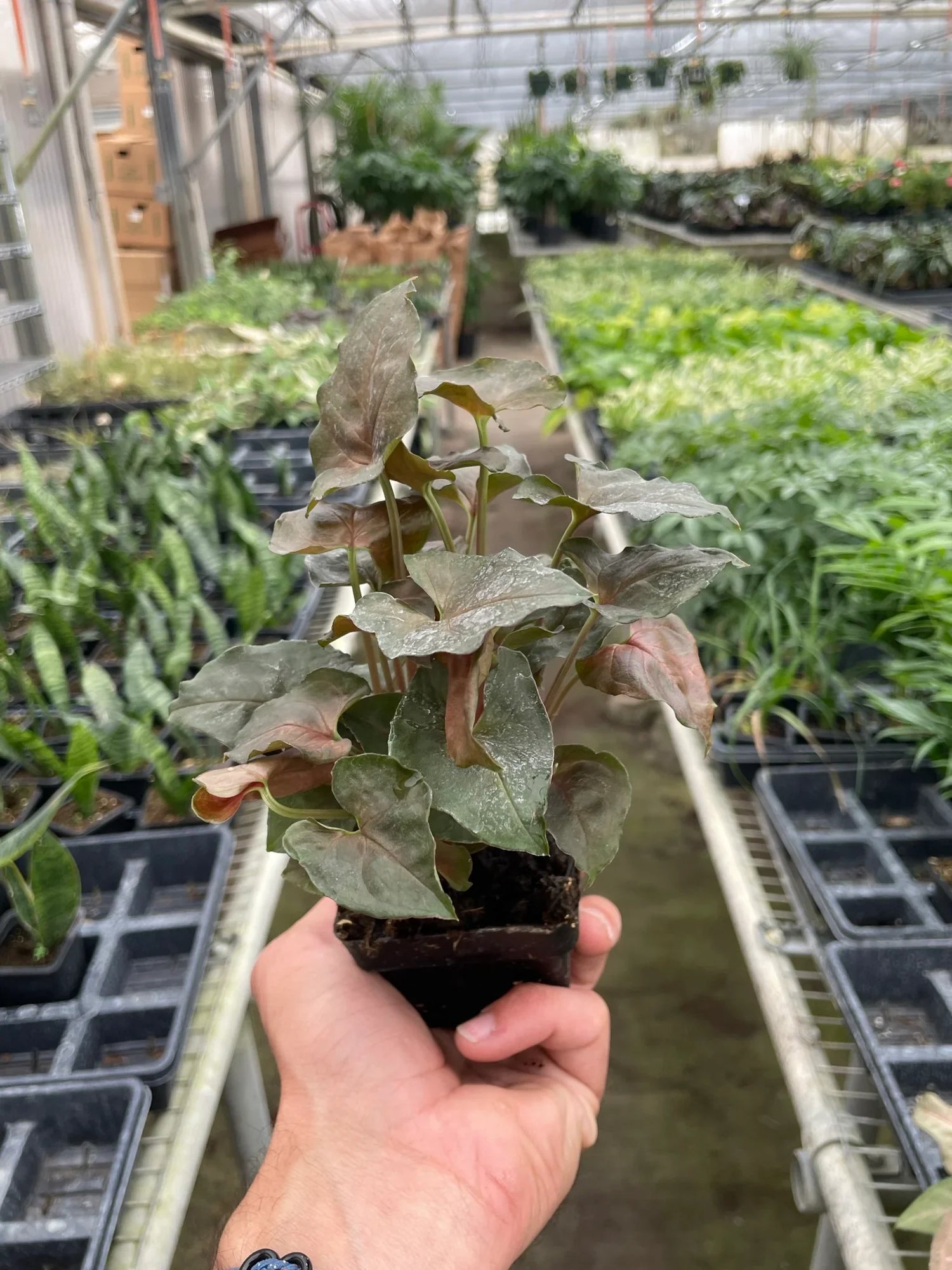 Syngonium Merry - Ethereal Company4" Plant