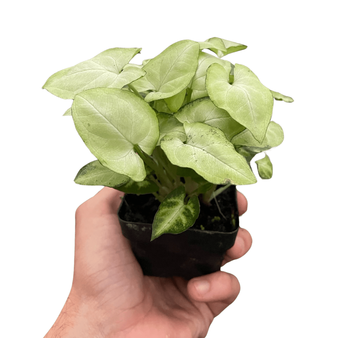 Syngonium &