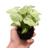 Syngonium &