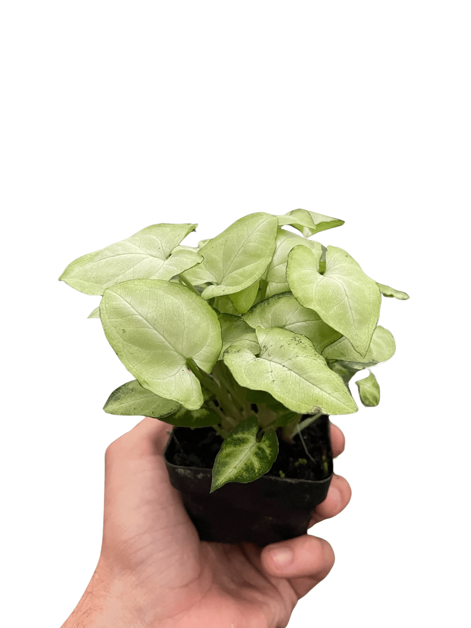 Syngonium &
