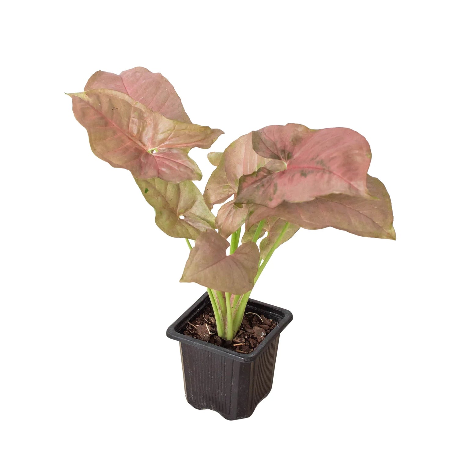Syngonium Strawberry - Ethereal Company-Indoor Plants