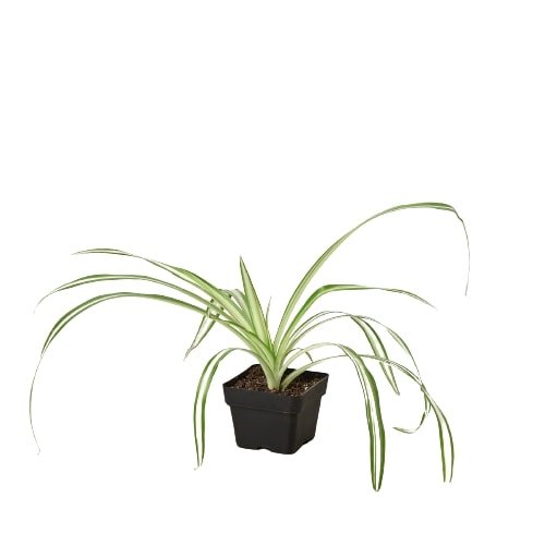Spider Plant Reverse - Ethereal CompanyDefault