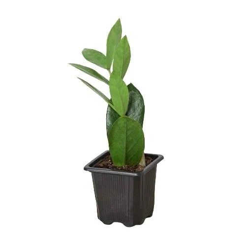 Zamioculcas Zamiifolia ZZ - Ethereal Company-Default