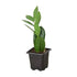 Zamioculcas Zamiifolia ZZ - Ethereal Company-Default