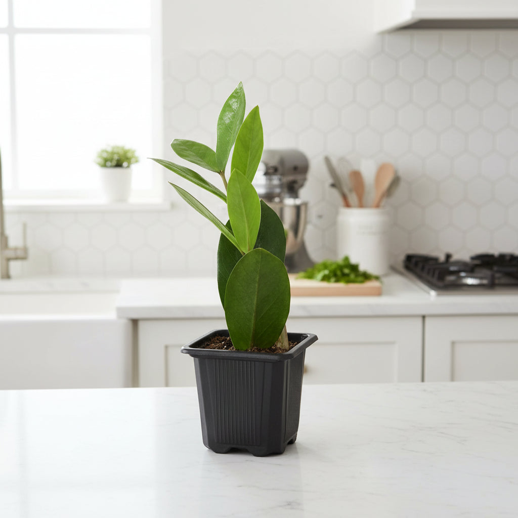 Zamioculcas Zamiifolia ZZ - Ethereal Company-Default