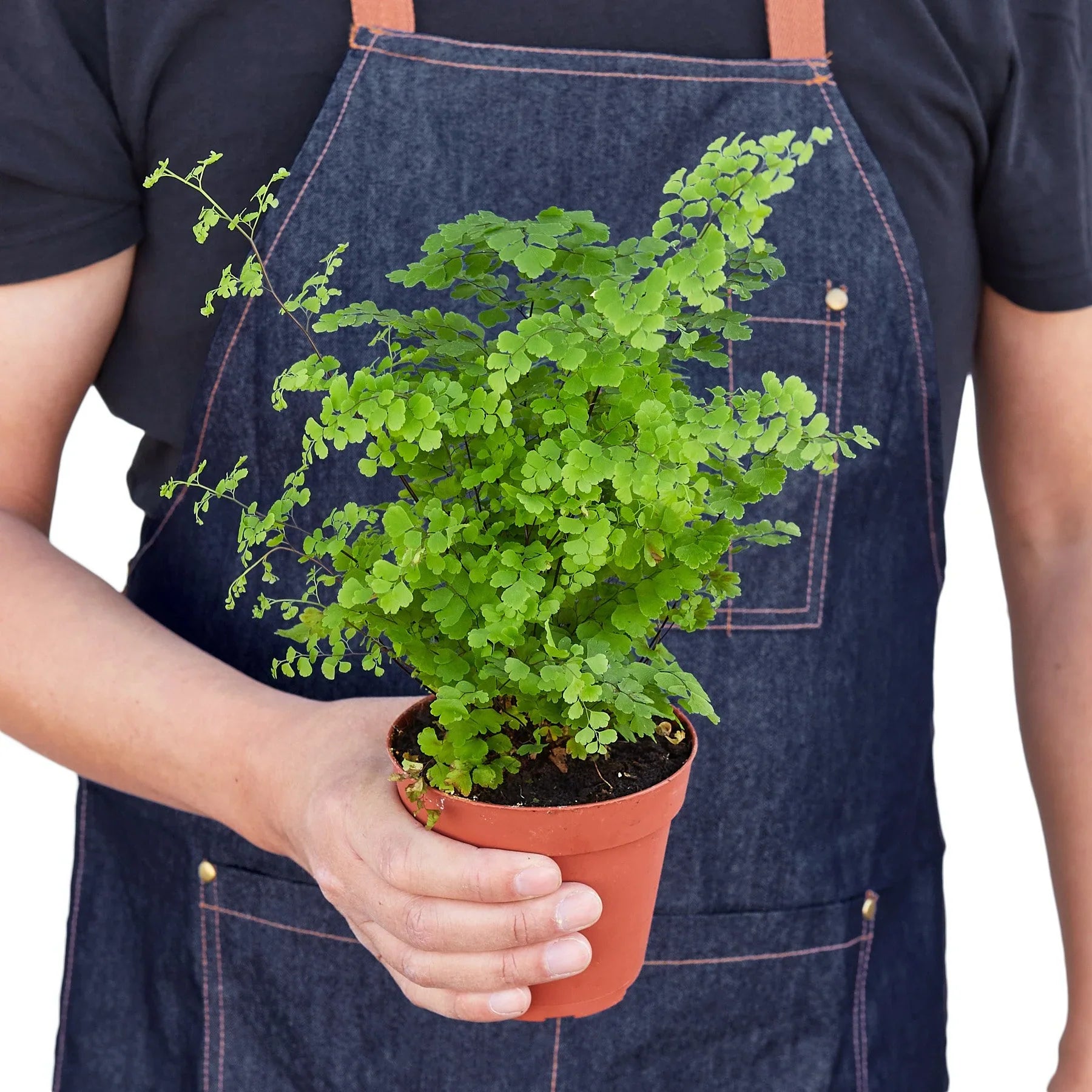 Maidenhair Fern - Ethereal Company-Indoor Plants