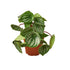 Peperomia Watermelon - Ethereal Company-4" Plant