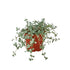 Nettle &