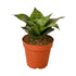 Snake Plant Black Robusta - Ethereal CompanyIndoor Plants