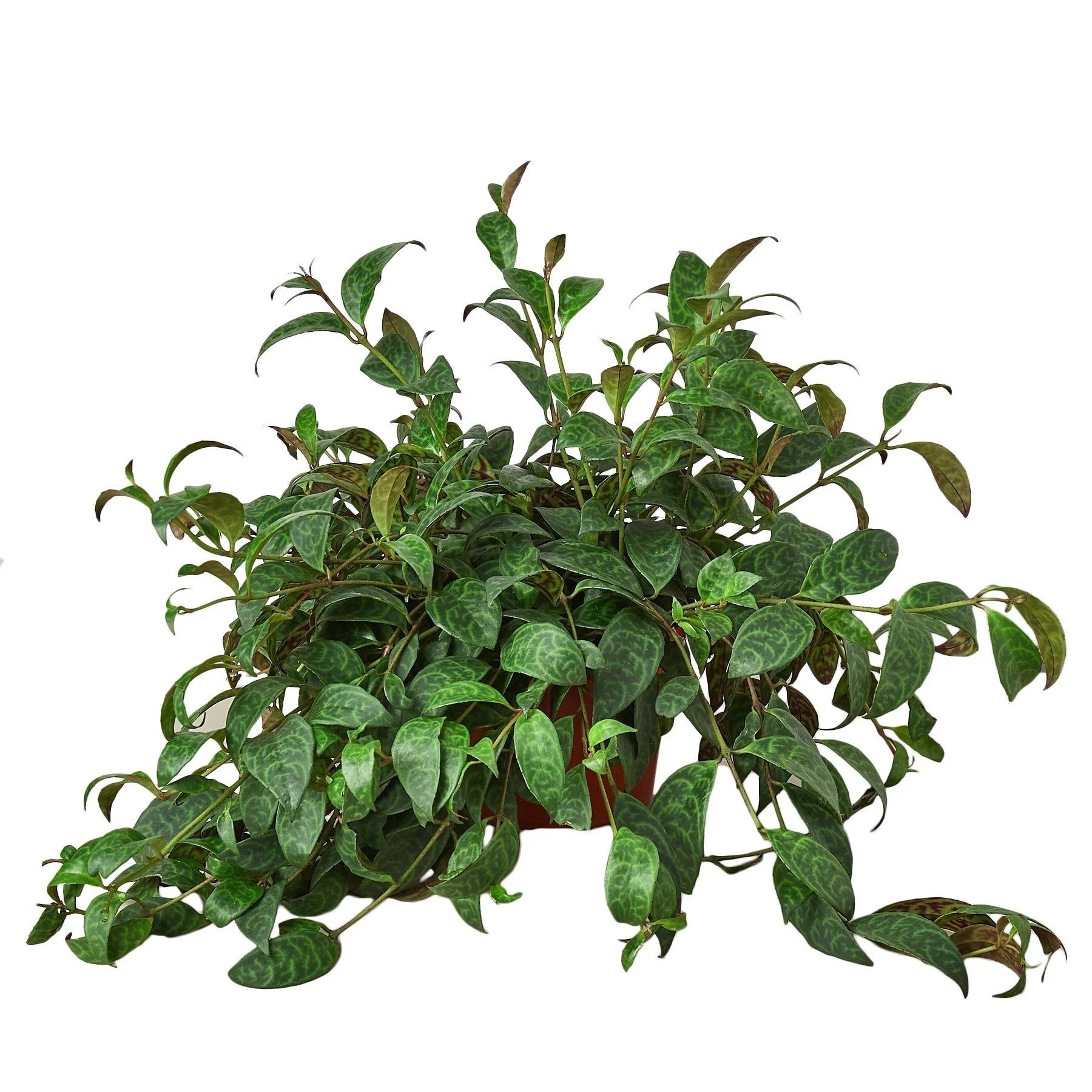 Lipstick Black Pagoda - Ethereal Company-4" Plant