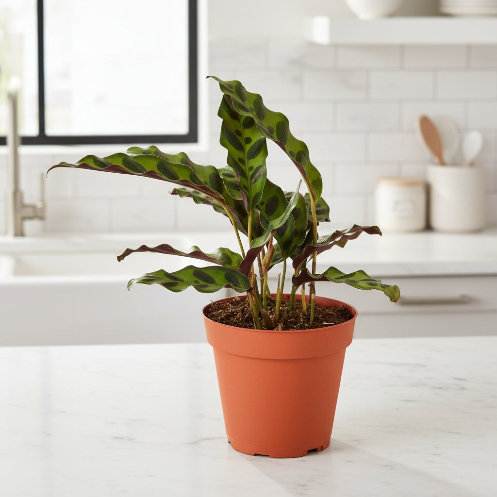 Calathea Lancifolia &