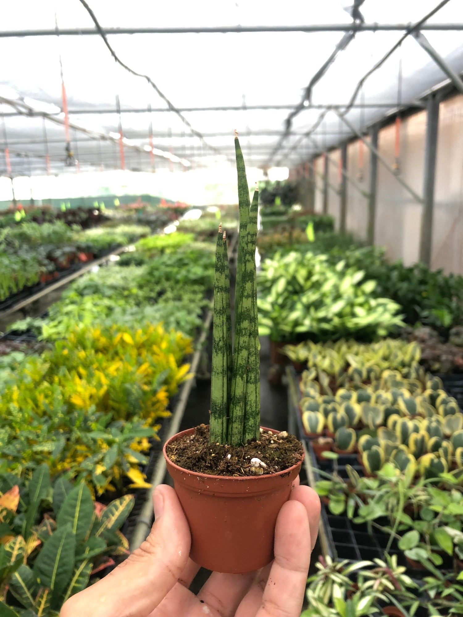 Snake Plant Cylindrica - Ethereal Company-4" Plant