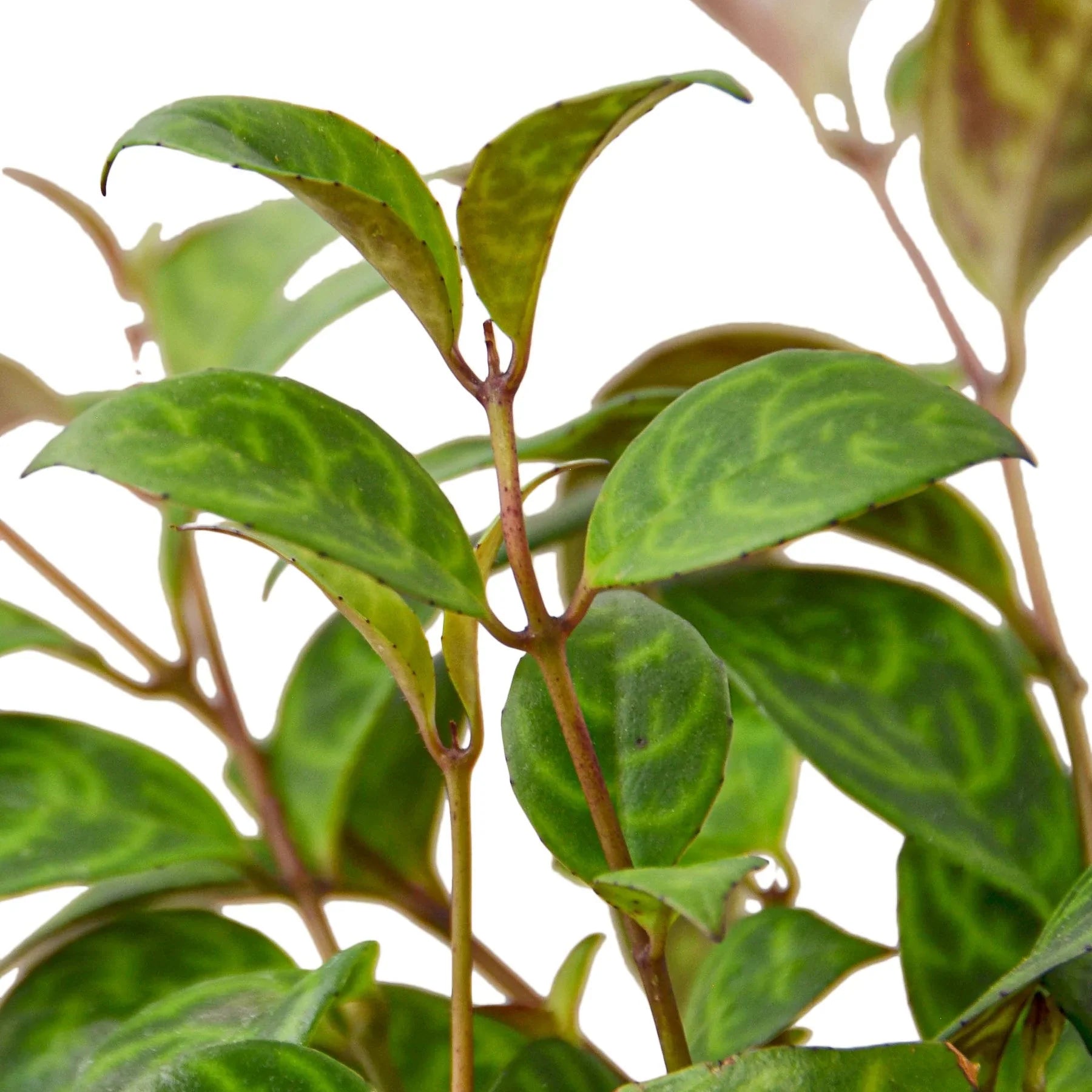 Lipstick Black Pagoda - Ethereal Company-4" Plant