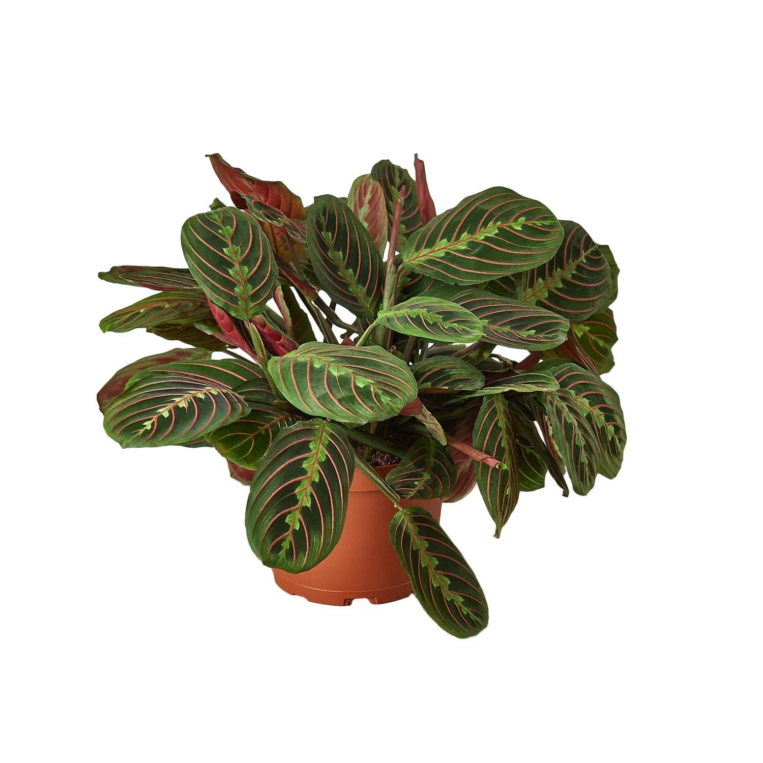 Maranta Red Prayer - Ethereal Company-Default