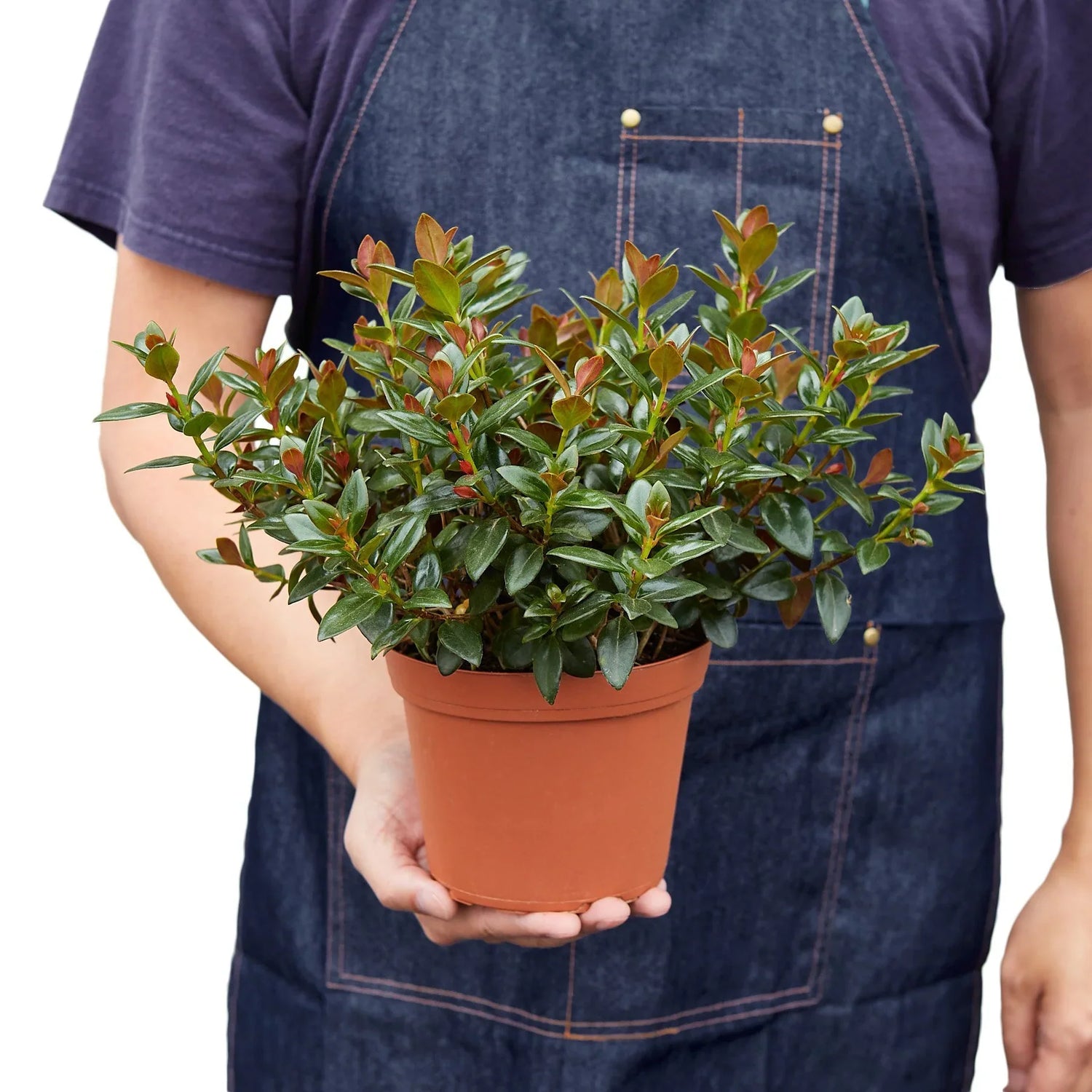 Nematanthus Black Goldfish Plant - Ethereal Company-Default