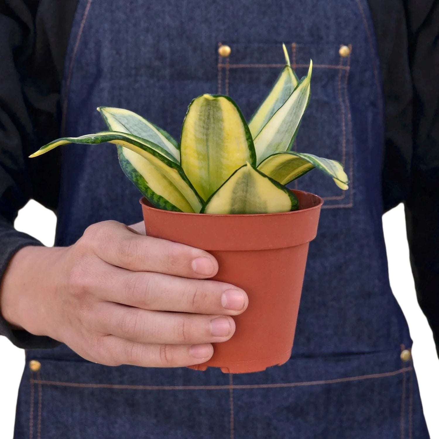 Snake Plant Gold Hahnii - Ethereal Company-Indoor Plants