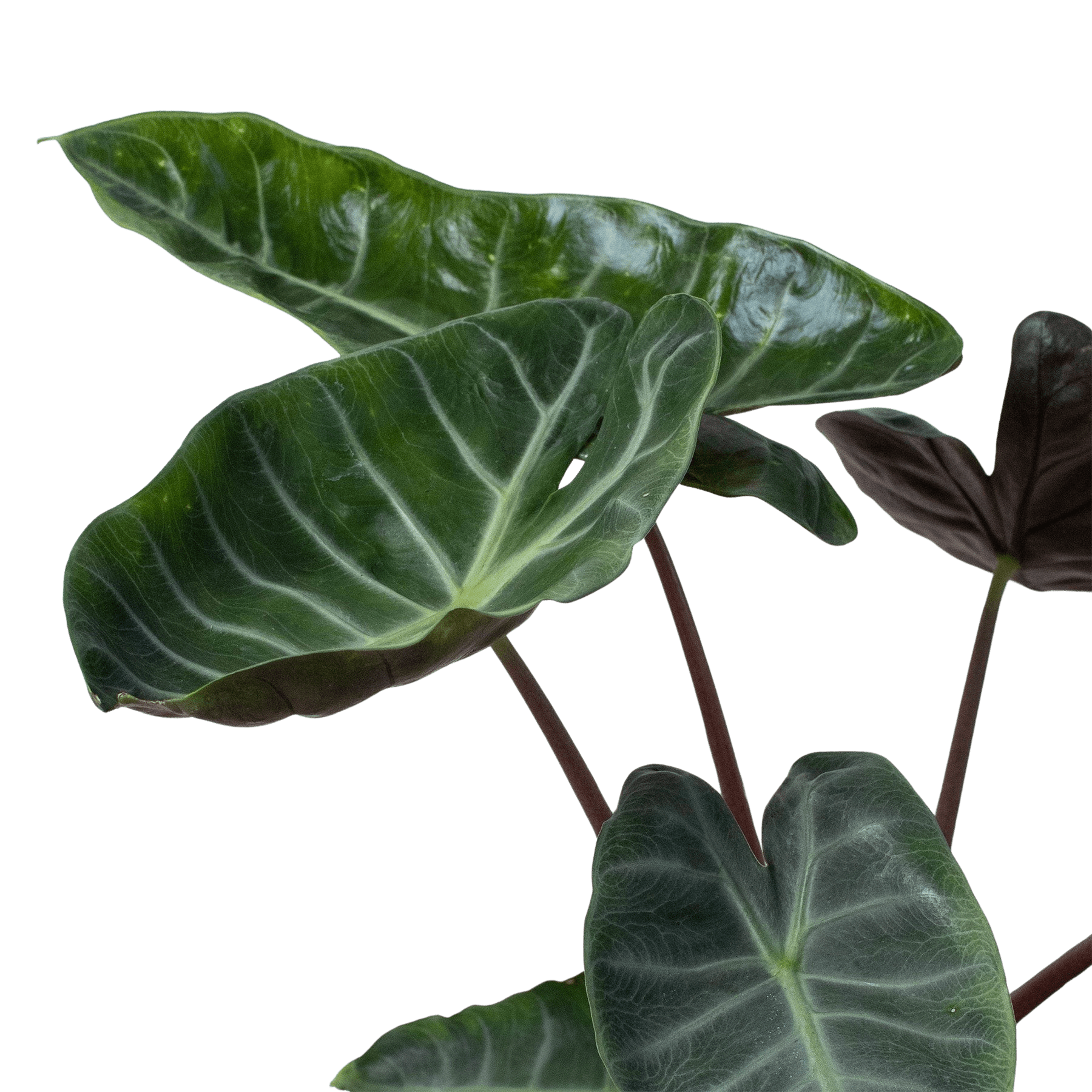 Alocasia &