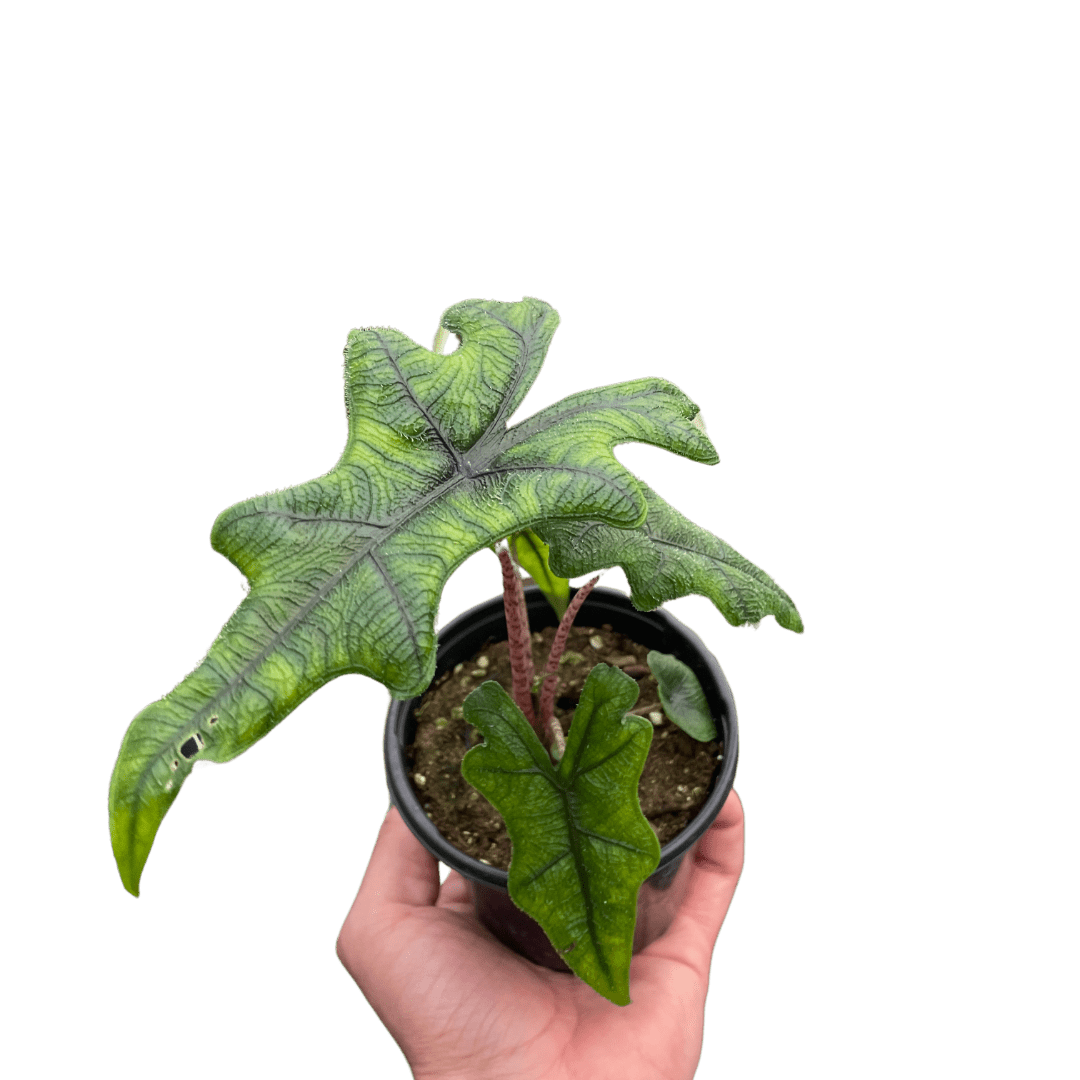 Alocasia &