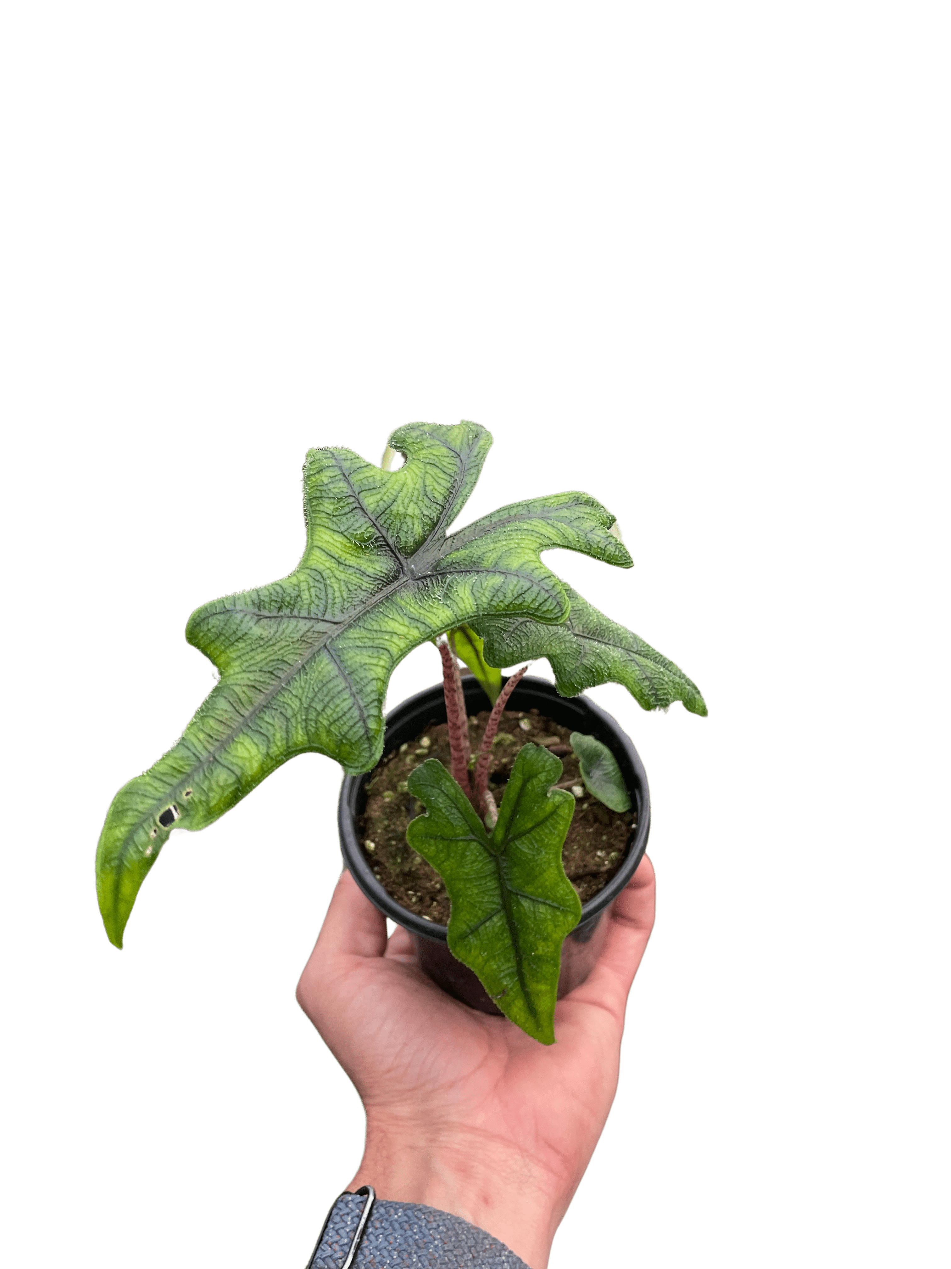 Alocasia &