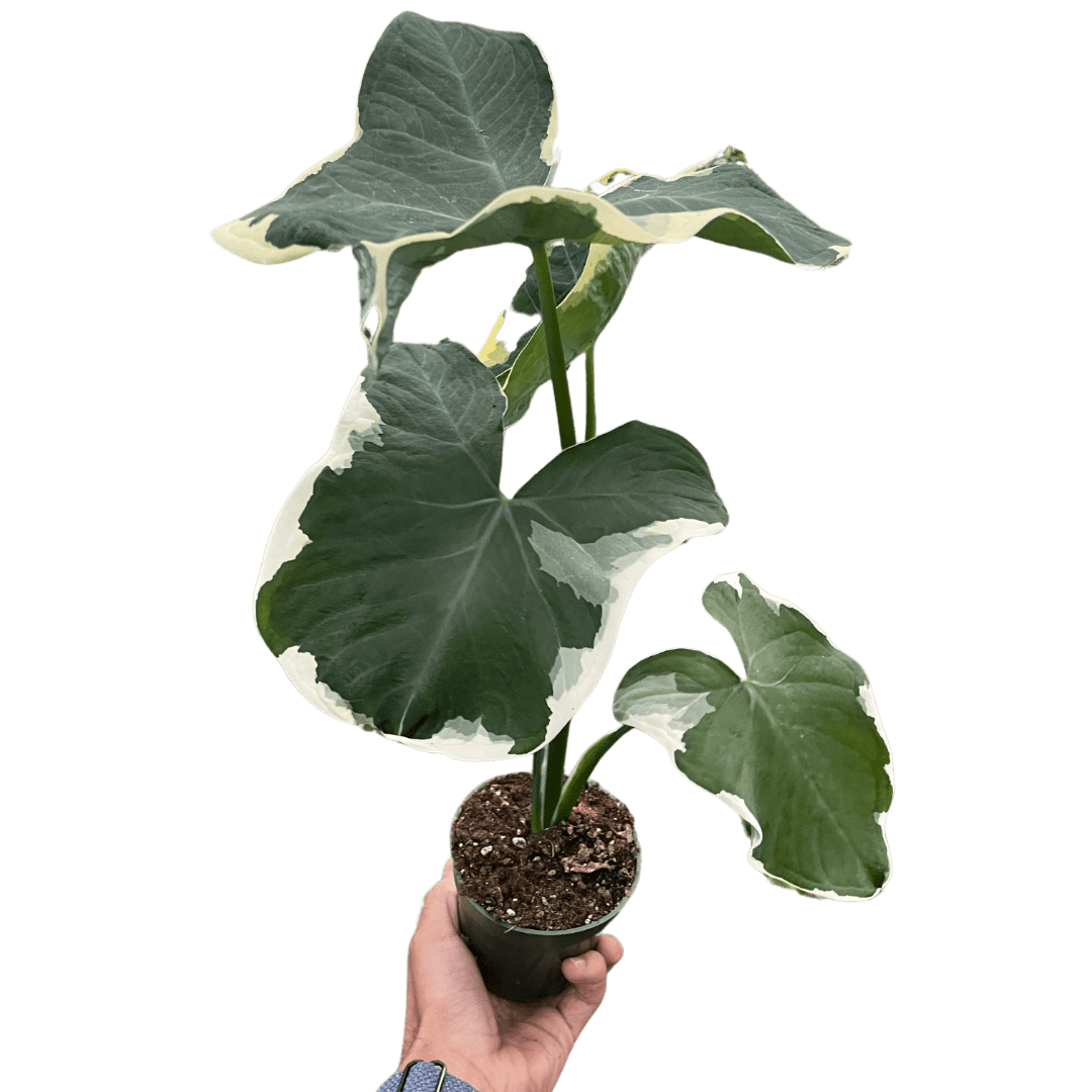 Alocasia &
