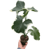 Alocasia &