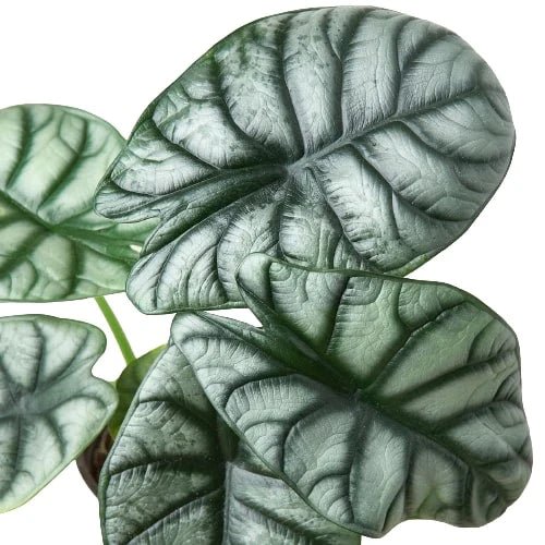 Alocasia Silver Dragon - Ethereal Company