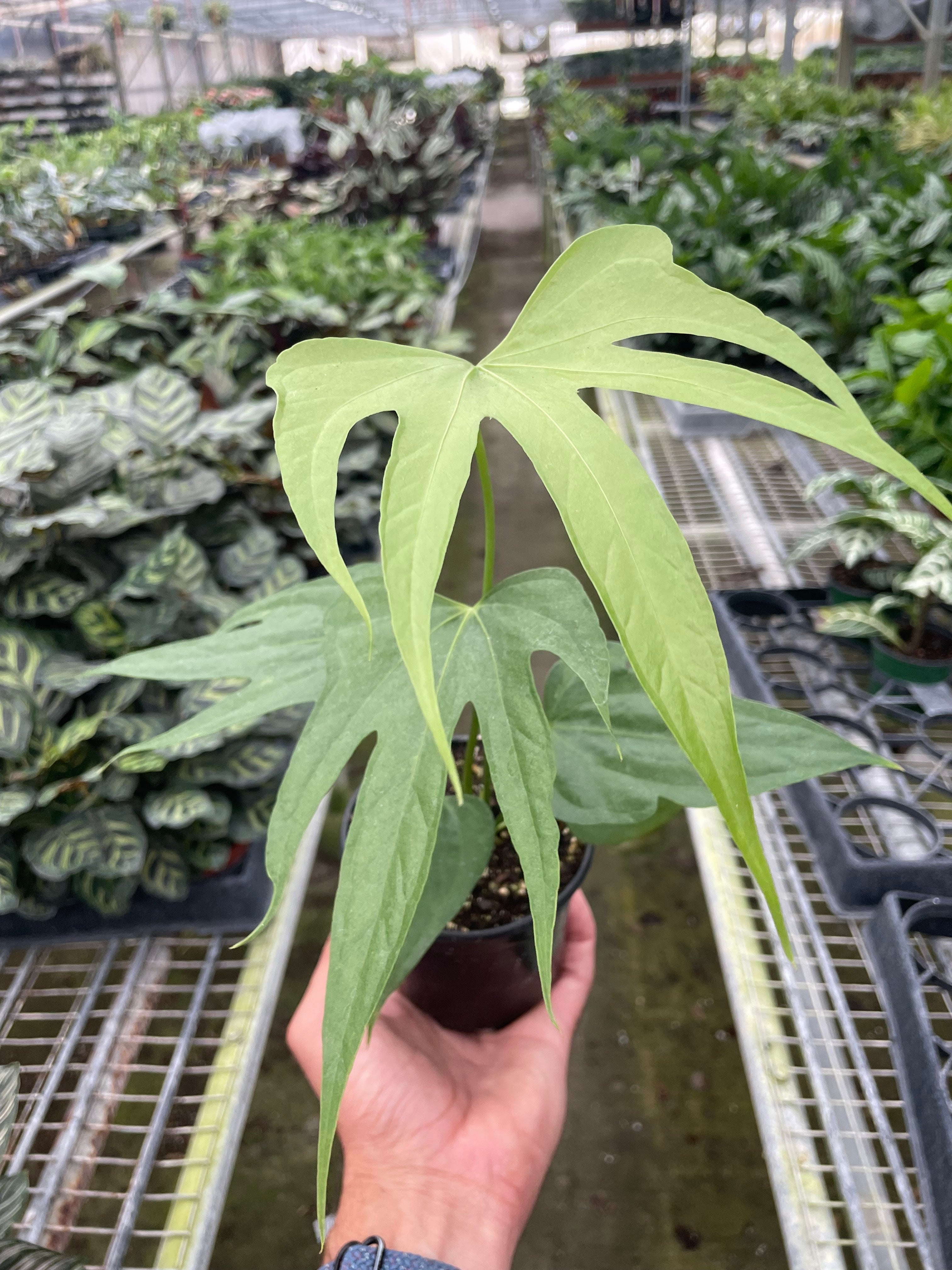 Anthurium Fingers - Ethereal Company-