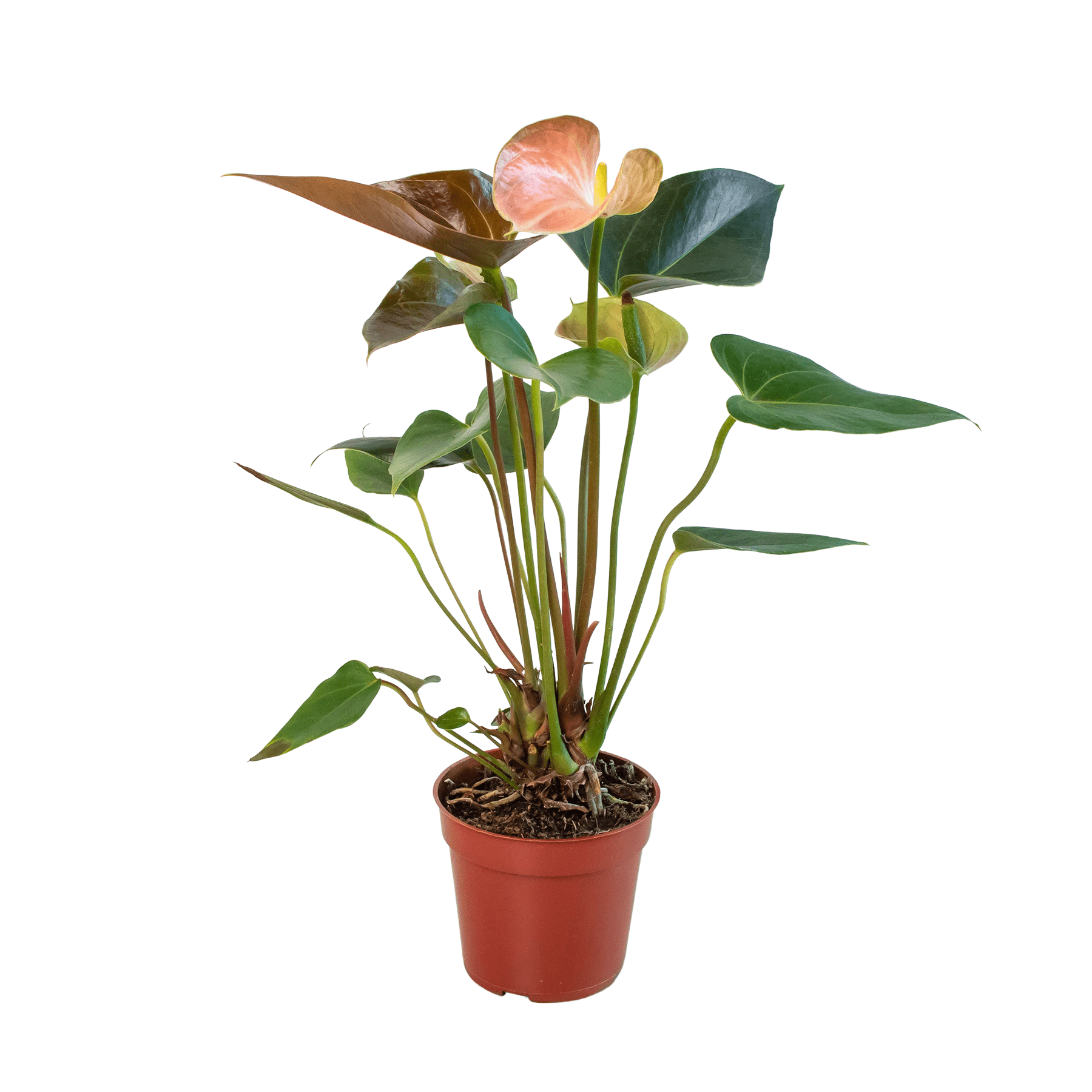 Anthurium Rainbow Champion - 4" Pot - Ethereal Company-Indoor Plants