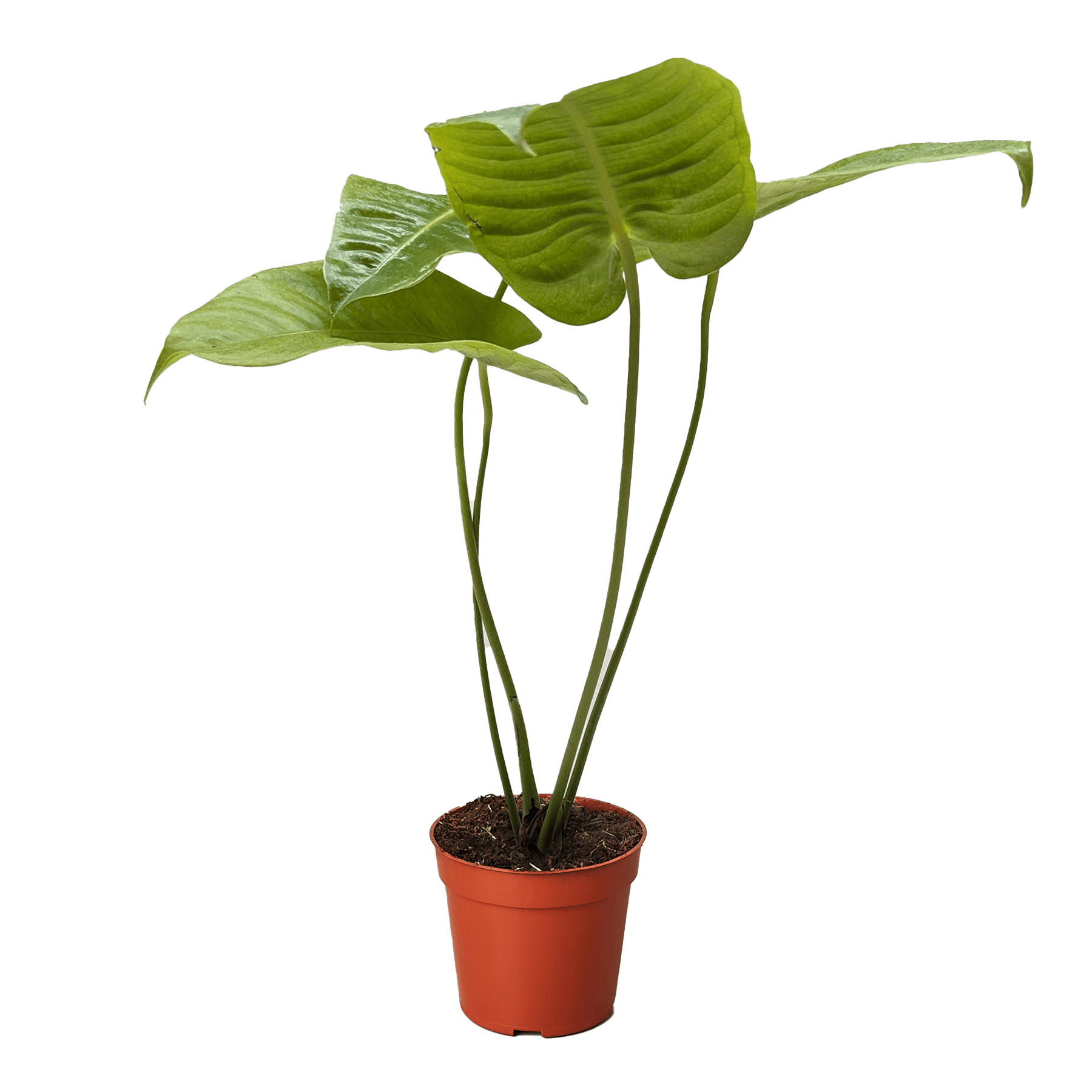 Anthurium &