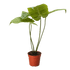 Anthurium &