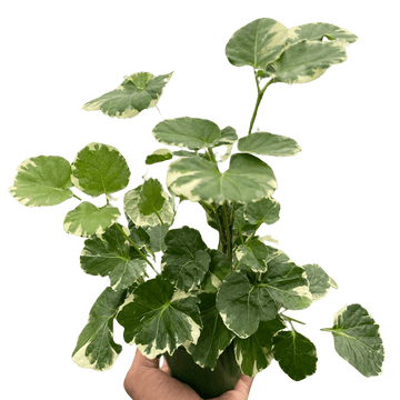 Aralia &
